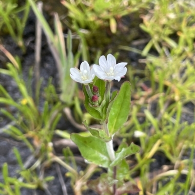 Epilobium gunnianum (Gunn's Willow-herb) at Rendezvous Creek, ACT - 1 Jan 2022 by JaneR