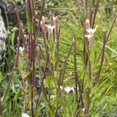 Epilobium gunnianum at Namadgi National Park - 1 Jan 2022 01:31 PM