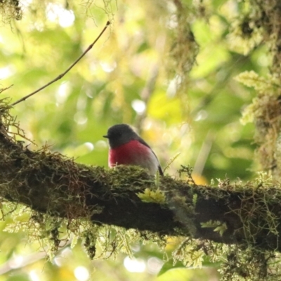 Petroica rosea (Rose Robin) at Limpinwood, NSW - 9 Nov 2023 by Rixon