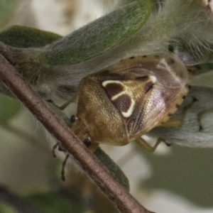 Eupolemus angularis at McKellar, ACT - 14 Nov 2023