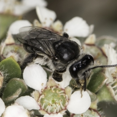 Leioproctus sp. (genus) (Plaster bee) at Croke Place Grassland (CPG) - 14 Nov 2023 by kasiaaus