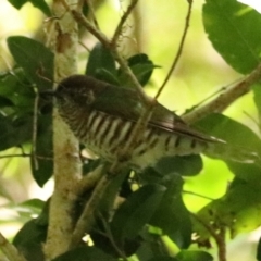 Chrysococcyx lucidus (Shining Bronze-Cuckoo) at Lamington National Park - 9 Nov 2023 by Rixon