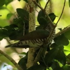 Chrysococcyx lucidus at Lamington National Park - 9 Nov 2023 10:59 AM