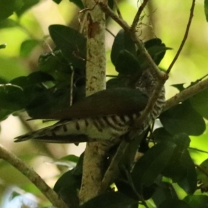 Chrysococcyx lucidus at Lamington National Park - 9 Nov 2023 10:59 AM