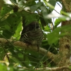 Chrysococcyx lucidus at Lamington National Park - 9 Nov 2023 10:59 AM