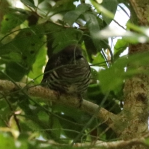 Chrysococcyx lucidus at Lamington National Park - 9 Nov 2023 10:59 AM