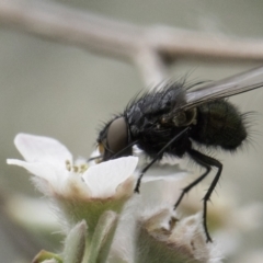 Diptera (order) (Fly - Unidentified) at McKellar, ACT - 14 Nov 2023 by kasiaaus