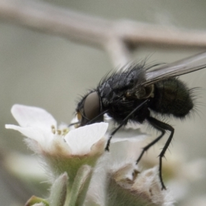 Diptera (order) at McKellar, ACT - 14 Nov 2023 11:33 AM