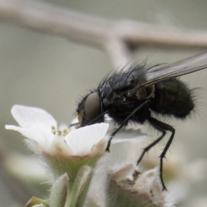 Diptera (order) at Croke Place Grassland (CPG) - 14 Nov 2023