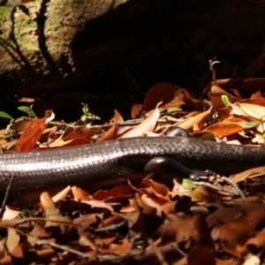 Bellatorias major at Lamington National Park - 9 Nov 2023 10:18 AM