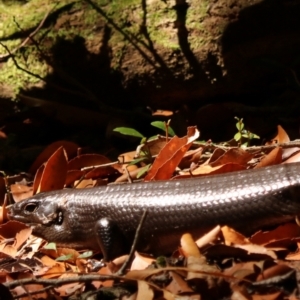 Bellatorias major at Lamington National Park - 9 Nov 2023 10:18 AM