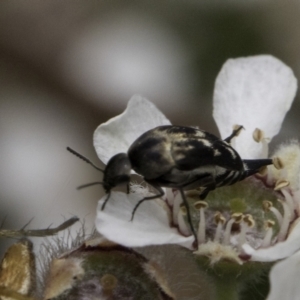 Mordellidae (family) at Croke Place Grassland (CPG) - 14 Nov 2023 11:34 AM