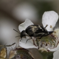 Mordellidae (family) (Unidentified pintail or tumbling flower beetle) at McKellar, ACT - 14 Nov 2023 by kasiaaus