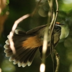 Rhipidura rufifrons (Rufous Fantail) at Lamington National Park - 8 Nov 2023 by Rixon