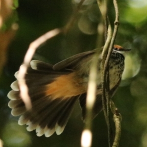 Rhipidura rufifrons at Lamington National Park - 9 Nov 2023 10:02 AM