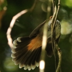 Rhipidura rufifrons at Lamington National Park - 9 Nov 2023 10:02 AM