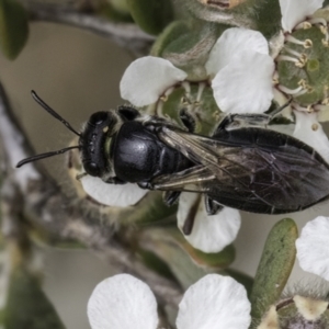 Euryglossa sp. (genus) at McKellar, ACT - 14 Nov 2023 11:35 AM