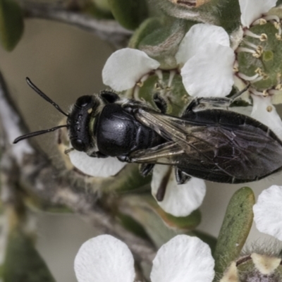 Euryglossa sp. (genus) (A native bee) at Croke Place Grassland (CPG) - 14 Nov 2023 by kasiaaus