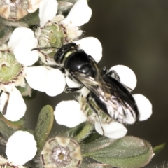 Euryglossa sp. (genus) at Croke Place Grassland (CPG) - 14 Nov 2023