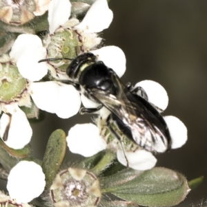 Euryglossa sp. (genus) at McKellar, ACT - 14 Nov 2023 11:35 AM