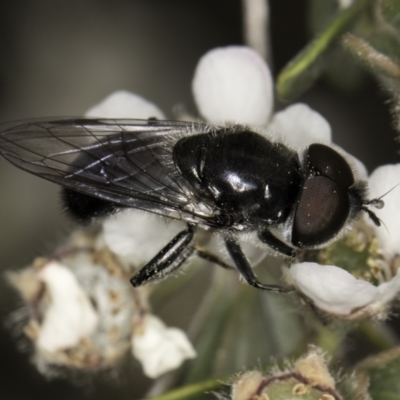 Psilota sp. (genus) (Hover fly) at Croke Place Grassland (CPG) - 14 Nov 2023 by kasiaaus