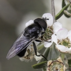 Psilota sp. (genus) at McKellar, ACT - 14 Nov 2023 11:37 AM