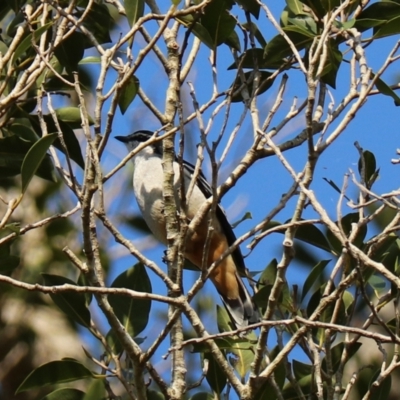 Lalage leucomela (Varied Triller) at Darlington, QLD - 8 Nov 2023 by Rixon