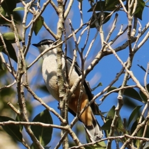 Lalage leucomela at Darlington, QLD - suppressed