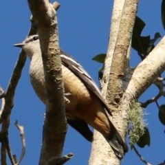 Lalage leucomela at Darlington, QLD - suppressed