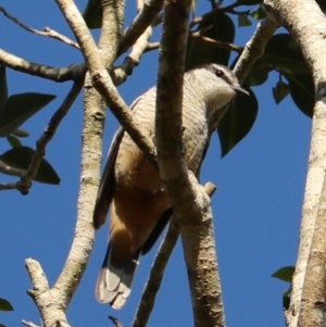 Lalage leucomela at Darlington, QLD - suppressed