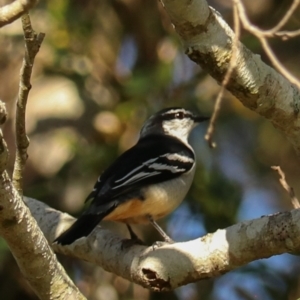 Lalage leucomela at Darlington, QLD - 8 Nov 2023