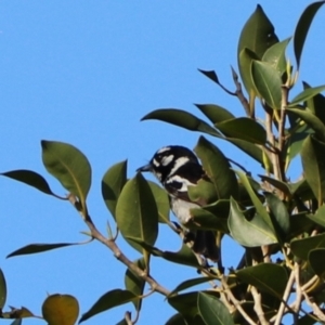 Carterornis leucotis at Darlington, QLD - 8 Nov 2023