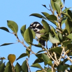 Carterornis leucotis at Darlington, QLD - 8 Nov 2023