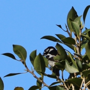 Carterornis leucotis at Darlington, QLD - suppressed
