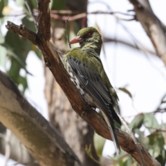 Oriolus sagittatus (Olive-backed Oriole) at Hawker, ACT - 13 Nov 2023 by AlisonMilton