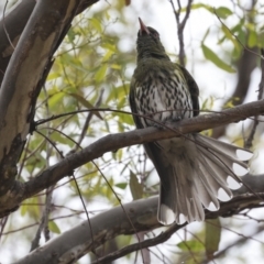 Oriolus sagittatus at Hawker, ACT - 14 Nov 2023