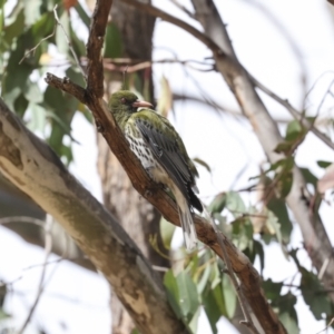 Oriolus sagittatus at Hawker, ACT - 14 Nov 2023