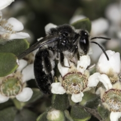 Leioproctus sp. (genus) at McKellar, ACT - 14 Nov 2023