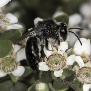 Leioproctus sp. (genus) at McKellar, ACT - 14 Nov 2023