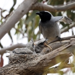 Coracina novaehollandiae (Black-faced Cuckooshrike) at The Pinnacle - 14 Nov 2023 by AlisonMilton