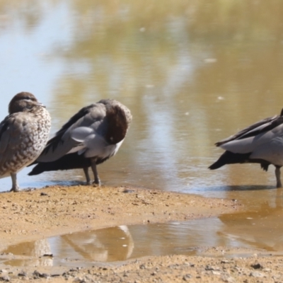 Chenonetta jubata (Australian Wood Duck) at National Arboretum Forests - 7 Nov 2023 by HappyWanderer