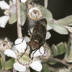 Stomorhina sp. (genus) (Snout fly) at Croke Place Grassland (CPG) - 14 Nov 2023 by kasiaaus