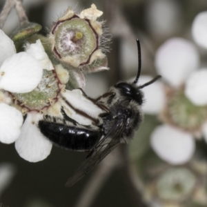 Leioproctus (Leioproctus) alleynae at McKellar, ACT - 14 Nov 2023