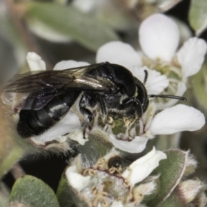 Euryglossa sp. (genus) at McKellar, ACT - 14 Nov 2023