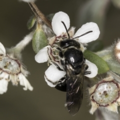 Euryglossa sp. (genus) at McKellar, ACT - 14 Nov 2023 11:48 AM