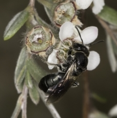 Euryglossa sp. (genus) at McKellar, ACT - 14 Nov 2023