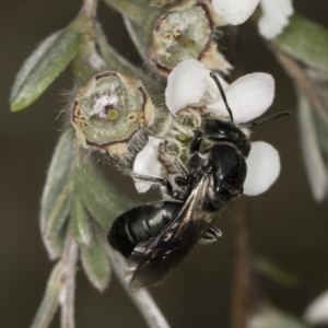 Euryglossa sp. (genus) at McKellar, ACT - 14 Nov 2023 11:48 AM