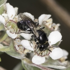 Euryglossa sp. (genus) at McKellar, ACT - 14 Nov 2023 11:48 AM