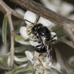 Euryglossa sp. (genus) at McKellar, ACT - 14 Nov 2023