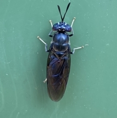 Hermetia illucens (American Soldier Fly) at Jerrabomberra, NSW - 15 Nov 2023 by SteveBorkowskis